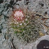 Melocactus acunae Maisi Cu ©JL.jpg